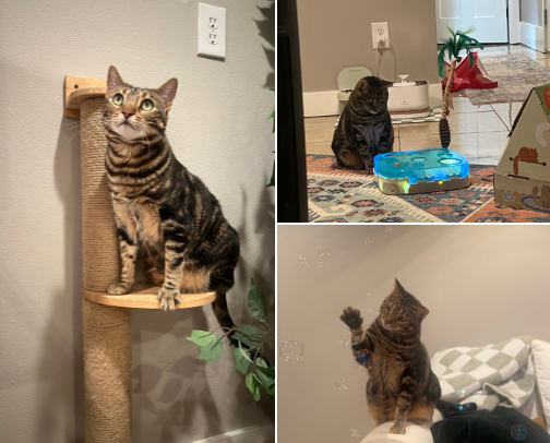 CAT ESSENTIALS... that both you and your cat will love ;) cover photo collage