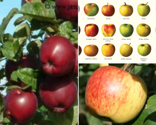 Apple varieties that will make you fall in love with this fruit again cover photo collage