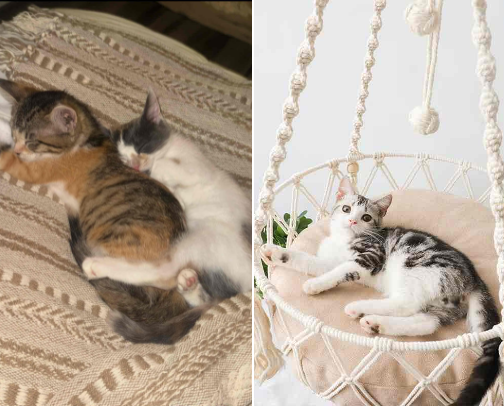 My Top Must-Have Products for Happy, Healthy Cats cover photo collage