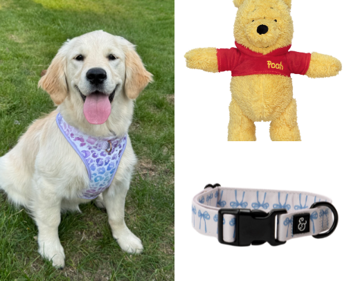 Dog Must Haves cover photo collage