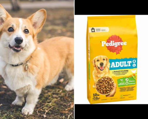 Top picks for your dog!! cover photo collage