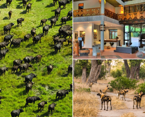 Holiday Destinations in Botswana cover photo collage