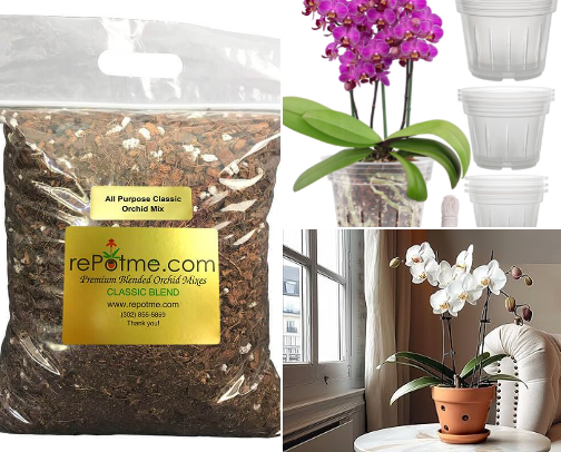 Orchid Repotting Essentials cover photo collage