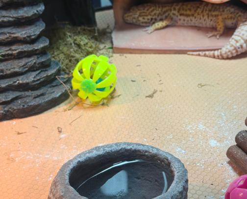 Rex- A fat-tailed Leopard Gecko's Favorites cover photo collage