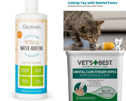 Cat Dental cover photo collage