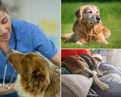 Comfortable Days With an Older Dog cover photo collage