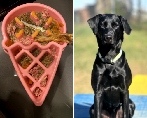 Dog Nutrition Reccomendations cover photo collage