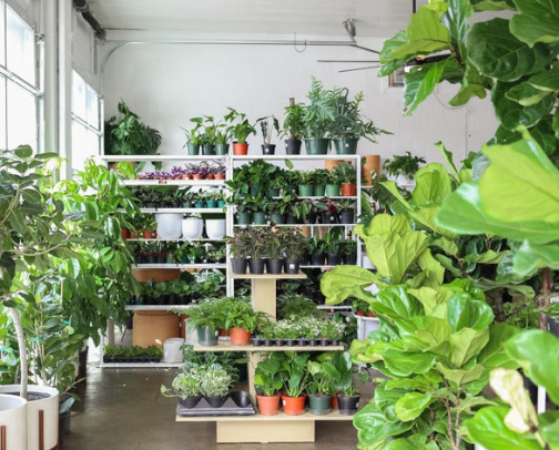 Cincinnati | My Favorite Plant Nurseries cover photo collage