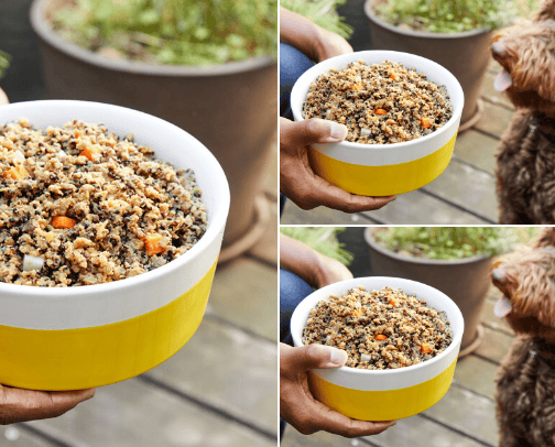 PET FOOD AND ACCESSORIES cover photo collage