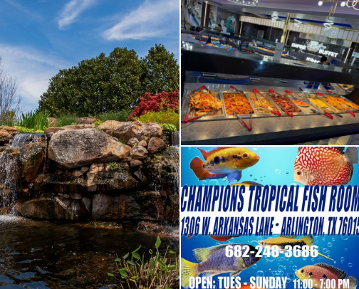 My top local recs cover photo collage