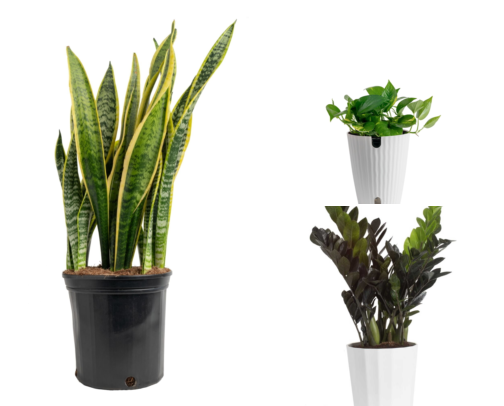 Small Desk Plants That Actually Fixed My Sad Gray Cubicle cover photo collage