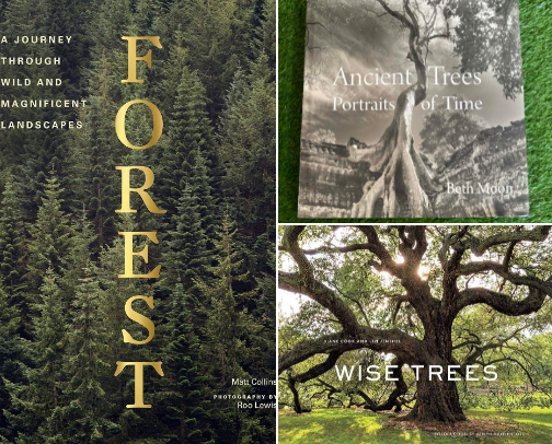 Read Free - Forest: (Tree Photography Book, Nature and World Photo Book) gift collection cover photo collage
