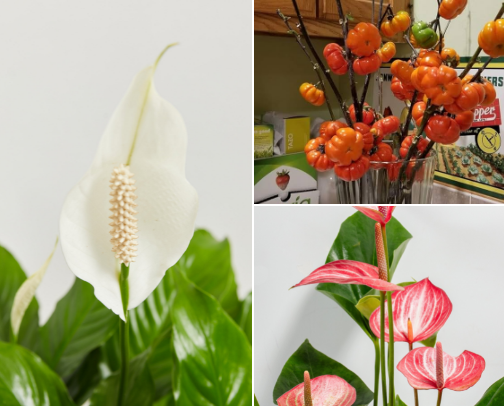 Indoor Plants That Keep You Smiling Through Fall & Winter cover photo collage