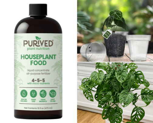 Plant things cover photo collage
