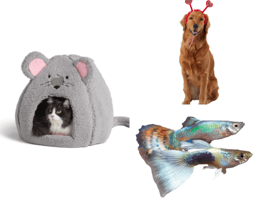 Pet Paradise Must-Haves cover photo collage