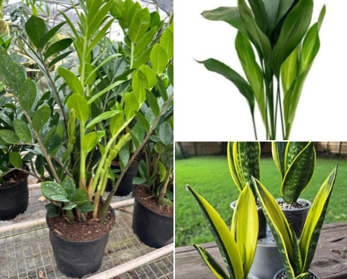 The Room-by-Room Houseplant Guide: Best Plants for Every Space & Light Level cover photo collage