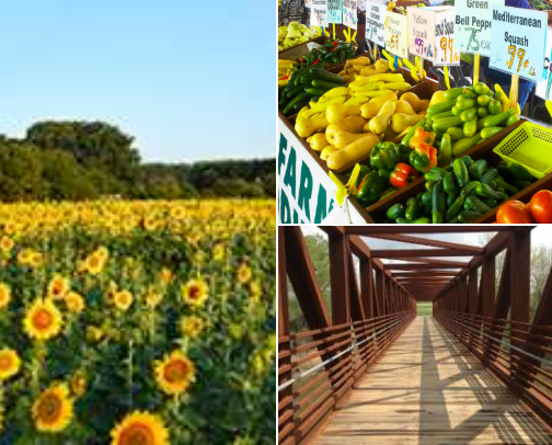 Calm + Local: My Go-To Spots in Raleigh, NC cover photo collage