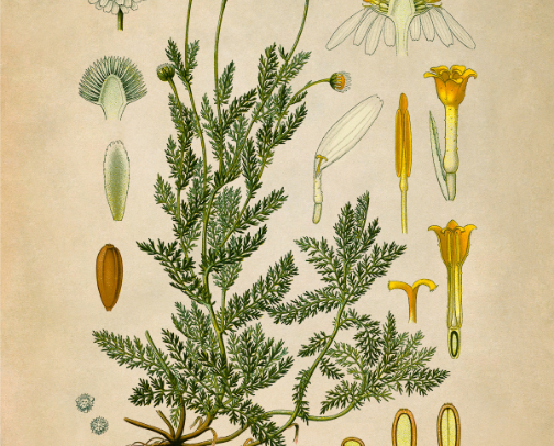 The Spirit of the Garden: Ancient Tea Profiles cover photo collage
