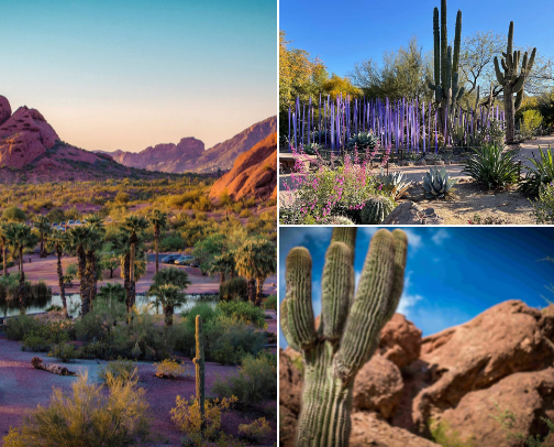 Scottsdale Fun cover photo collage