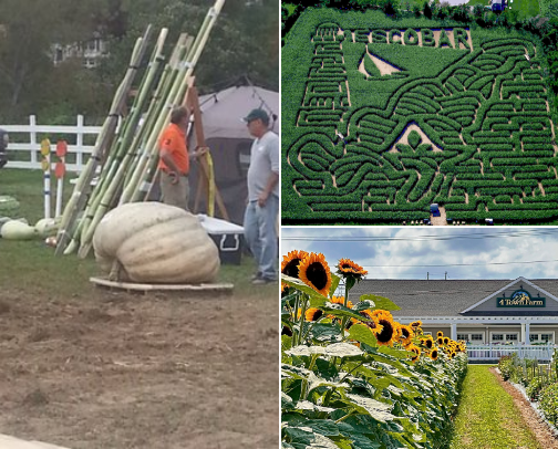 We're going on a pumpkin hunt! cover photo collage
