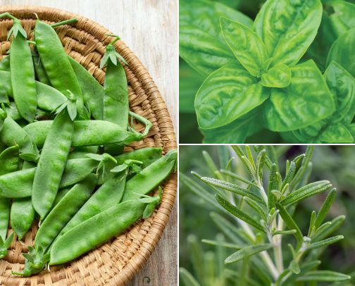 A quick look at what's in my garden cover photo collage