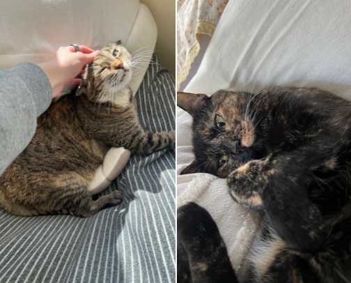 Tried-and-True Cat Favorites from My Home to Yours 🐈‍⬛ cover photo collage