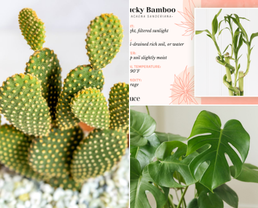 Plant lovers cover photo collage
