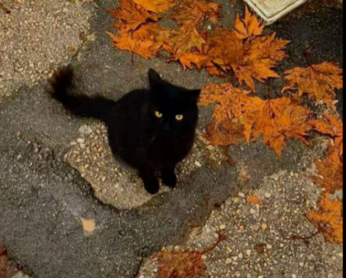 Fall time activities that will get you really feeling the season🍂🍁 cover photo collage