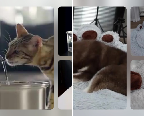 Pet Essentials Your Cat & Dog Will Love cover photo collage