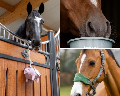 Everything you will need when you’re getting a/new horse cover photo collage