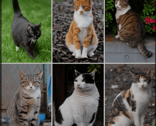All product cat's cover photo collage