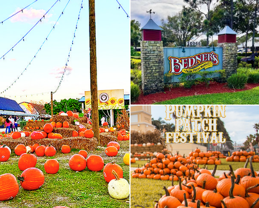 Pumpkin patches & Harvest/ Fall Festivals in South Florida cover photo collage