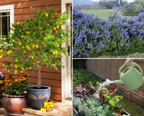 Backyard Garden Essentials for Beginners & Busy Homeschool Moms cover photo collage