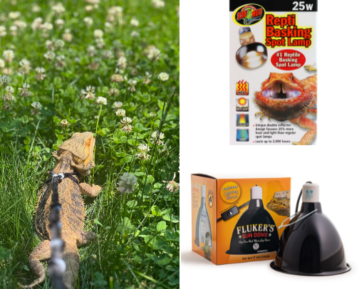 Bearded Dragon Must Haves cover photo collage