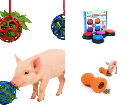 POV: your mini pig is spoiled cover photo collage