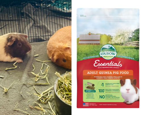 Our Beloved Pets cover photo collage