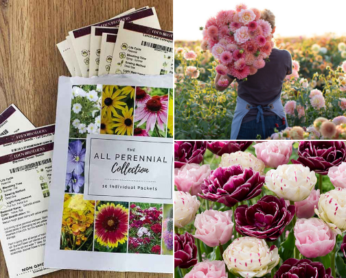 Where to order Cottage Garden Seeds, Bulbs, Roots and Plants cover photo collage
