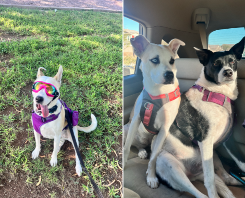 The Doggos cover photo collage