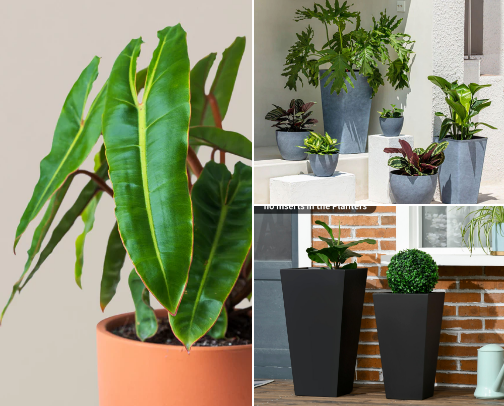 Everything Plants 🪴 cover photo collage