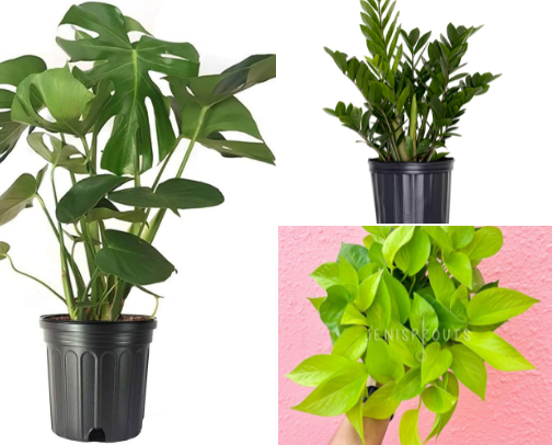 Green Aesthetic Plants to Elevate Your Space cover photo collage