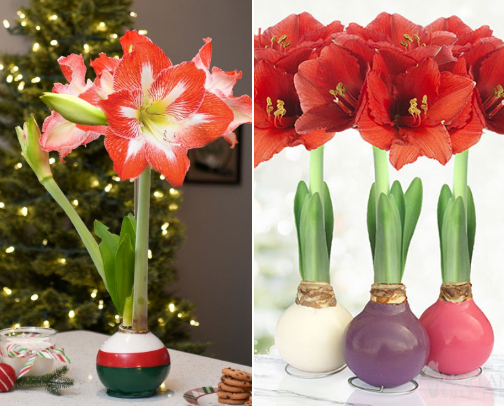 Amaryllis Bulbs cover photo collage