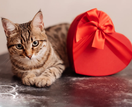 valetine cover photo collage