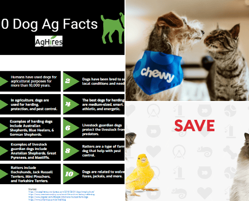 All About Pets cover photo collage
