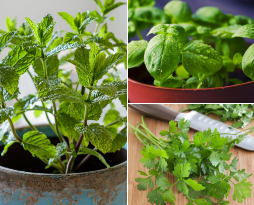 My favorite fresh herbs to use while cooking! cover photo collage