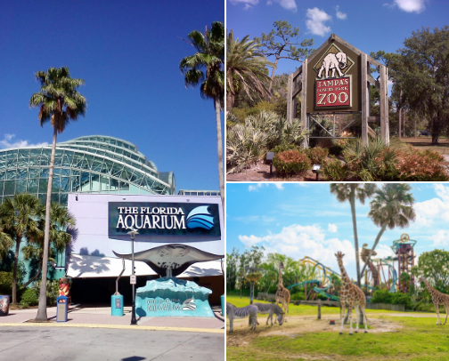 Stuff to Do with Kids near Tampa cover photo collage