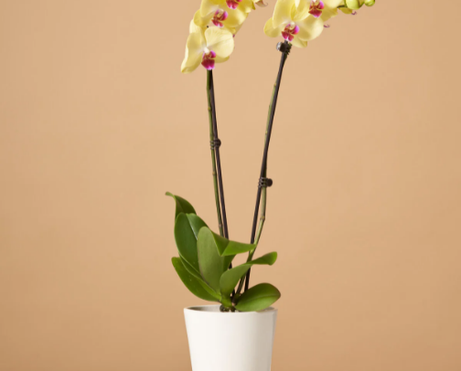 plants🪴 cover photo collage