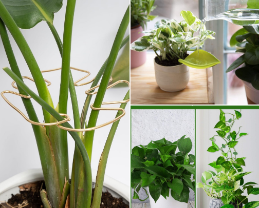 My Go-To Plant Supplies to Help Them Grow, Propagate, and Thrive cover photo collage