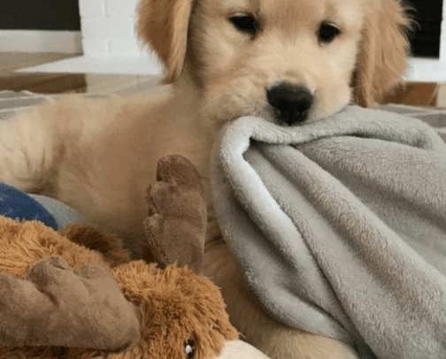 Pets cover photo collage