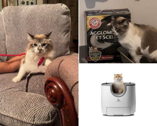 Trouble’s Essentials 🇨🇦🍁
Abandoned ➡️ Adored cover photo collage