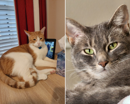 Cat "Dictator" Essentials cover photo collage